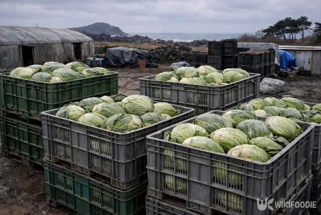 출하를 기다리며 쌓여 있는 양배추 물량. / 위키푸디