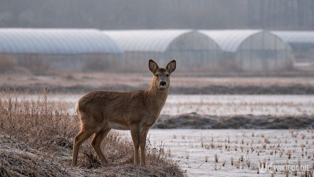 고라니 자료 사진. 이해를 돕기 위해 AI 이미지 생성 프로그램으로 만든 참고 사진입니다. / 위키푸디