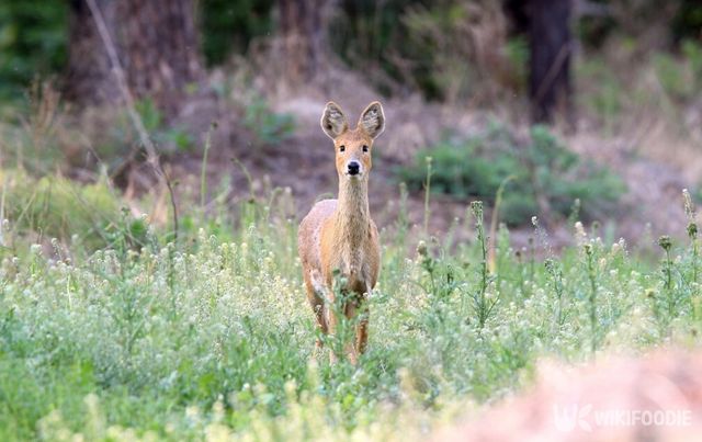 고라니 자료 사진. /&nbsp;국립생물자원관