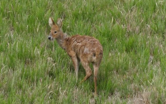 고라니 자료 사진. /&nbsp;국립생물자원관