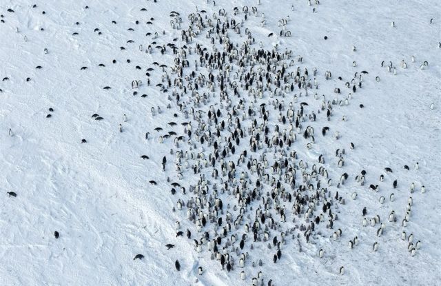 쿨먼섬에 서식 중인 황제펭귄이다. /&nbsp;극지연구소