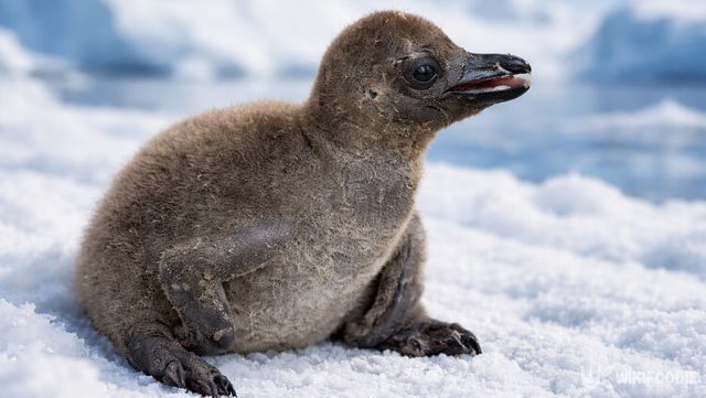 남극의 설원 위에 앉아 있는 아기 펭귄이다. / 위키푸디