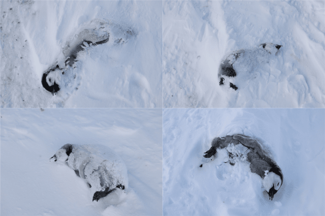 굶어 죽은 것으로 추정되는 새끼 펭귄들 자료 사진. / 극지연구소