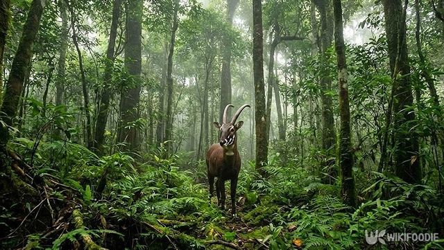 사올라가 인적 없는 깊은 산속에 서 있는 모습이다. 해당 이미지는 기사 이해를 돕기 위해 AI로 재연하였습니다. / 위키푸디