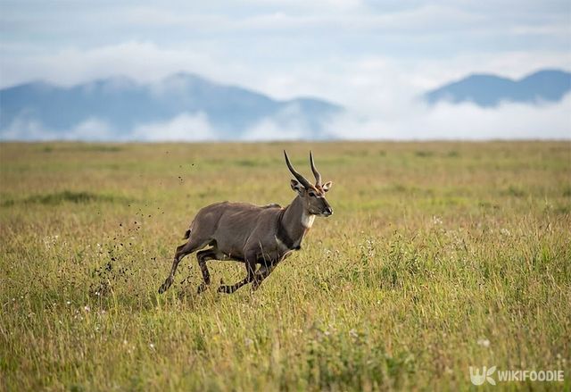 사올라가 들판을 뛰고 있는 모습이다. 해당 이미지는 기사 이해를 돕기 위해 AI로 재연하였습니다. / 위키푸디