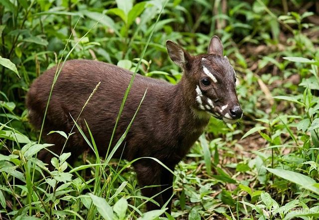 사올라 새끼가 수풀 사이에 서 있다. 해당 이미지는 기사 이해를 돕기 위해 AI로 재연하였습니다. / 위키푸디