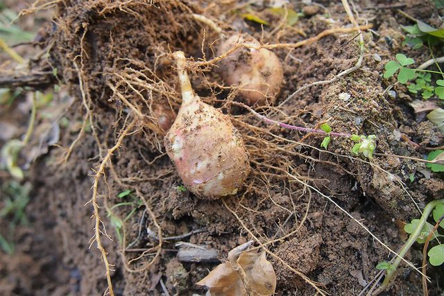 흙더미 속에 돼지감자가 묻혀있는 모습이다. / na-b-shutterstock.com