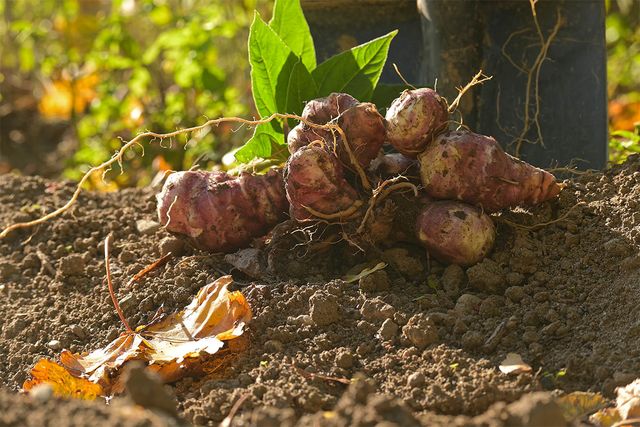 땅 위로 돼지감자 뿌리가 나와 있다. / NetPix-shutterstock.com