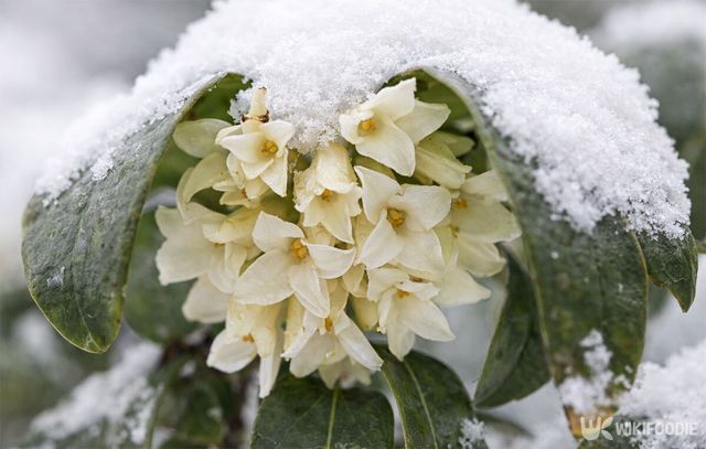 눈이 쌓인 백서향의 모습이다./ 위키푸디