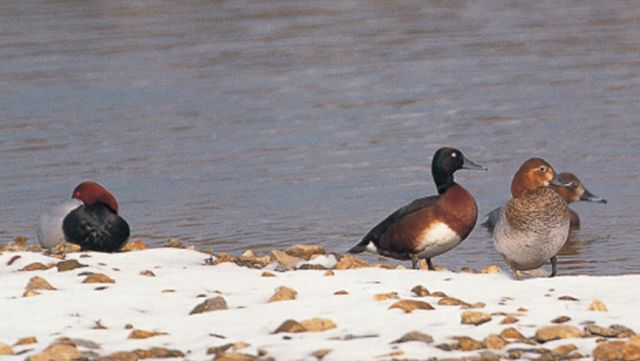 눈 덮인 물가에서 붉은가슴흰죽지와 오리류가 함께 휴식하고 있다. / 국립생물자원관 제공