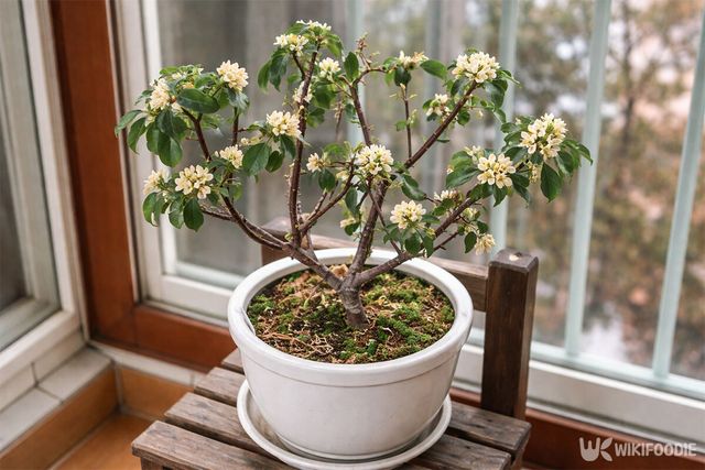 베란다에 백서향 화분이 놓여 있다. / 위키푸디