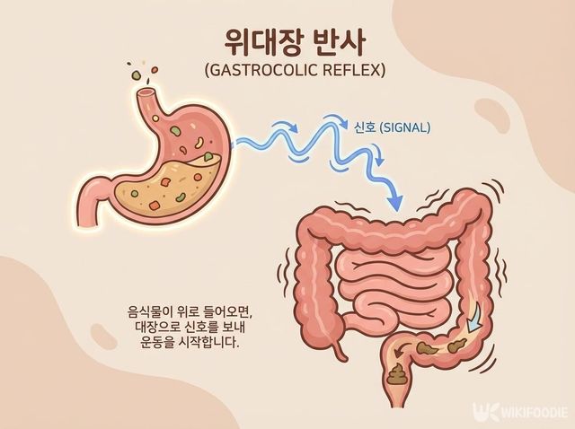 위 대장 반사 삽화. / 위키푸디