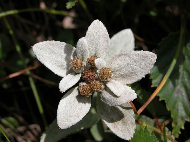 한라솜다리를 확대한 모습이다.&nbsp;/ 국립생물자원관