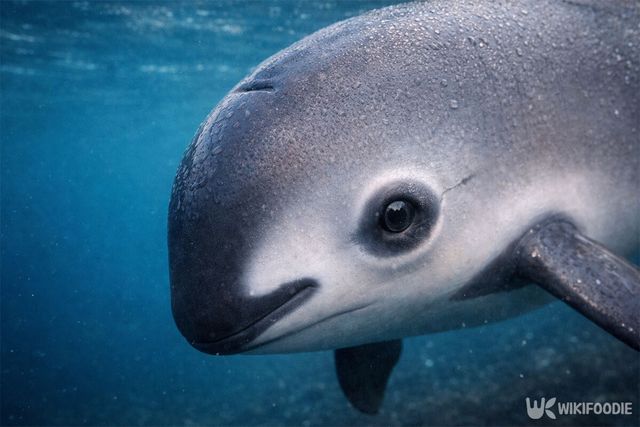 판다와 비슷한 무늬를 갖고 있는 바키타 돌고래의 모습이다. / 위키푸디