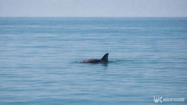바닷가에 바키타 돌고래의 지느러미가 보인다. / 위키푸디