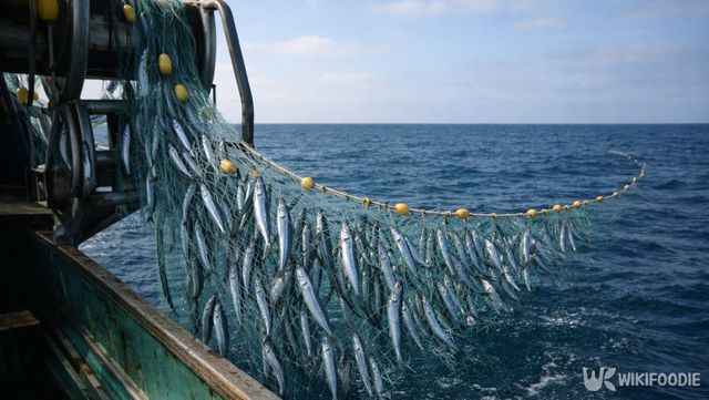 그물에 꽁치가 가득 걸려 있다. / 위키푸디