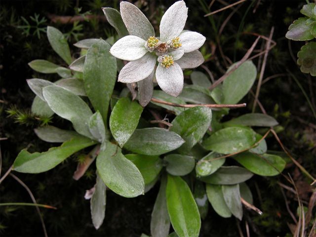 한라솜다리잎과 꽃의 모습이다.&nbsp;/ 국립생물자원관