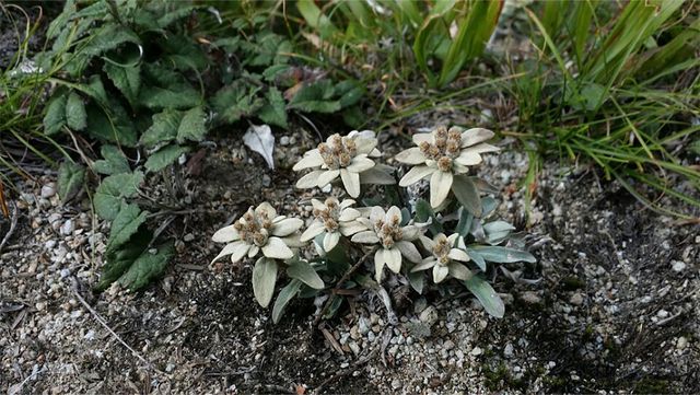 한라솜다리가 제주 한라산에 피어있다. / 국립생물자원관