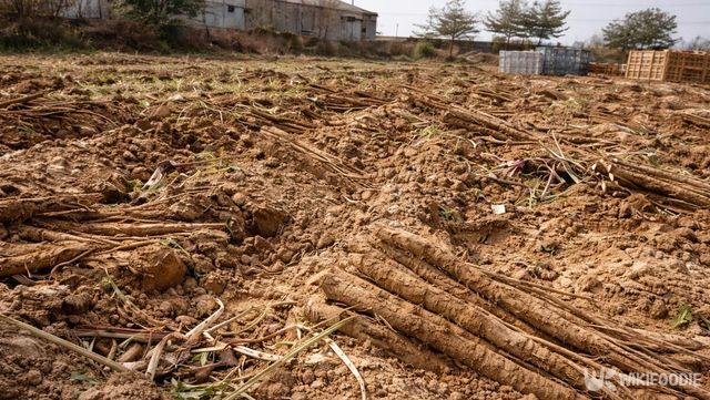 우엉밭의 전경이다. / 위키푸디
