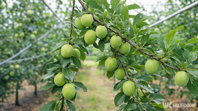 덜 익은 프룬이 나무에 매달려 있다. / 위키푸디