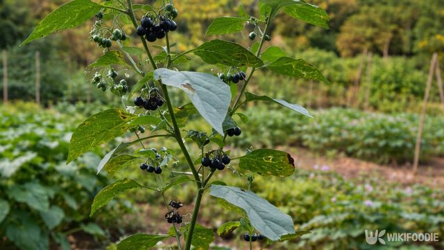 까마중 자료 사진. / 위키푸디