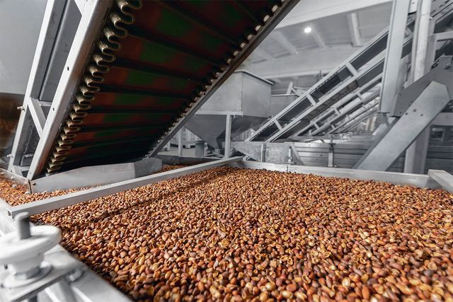 공장에서 컨베이어 벨트에 잣을 담은 모습이다. / Parilov-shutterstock.com