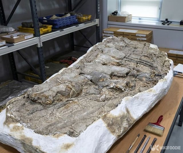 포항 신생대 두호층 고래 화석의 모습이다. 해당 이미지는 기사 이해를 돕기 위해 AI로 재연하였습니다. / 위키푸디