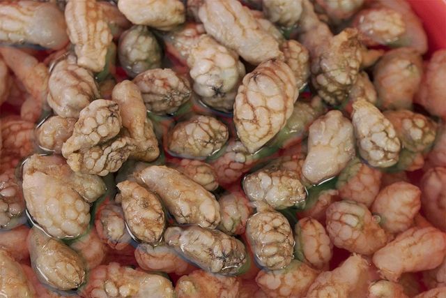 미더덕이 물에 잔뜩 담겨 있다. / Stock for you-shutterstock.com