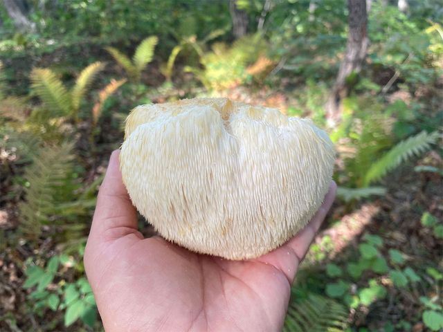 노루궁뎅이버섯을 손바닥 위에 올려놓은 모습이다. / IgorCheri-shutterstock.com