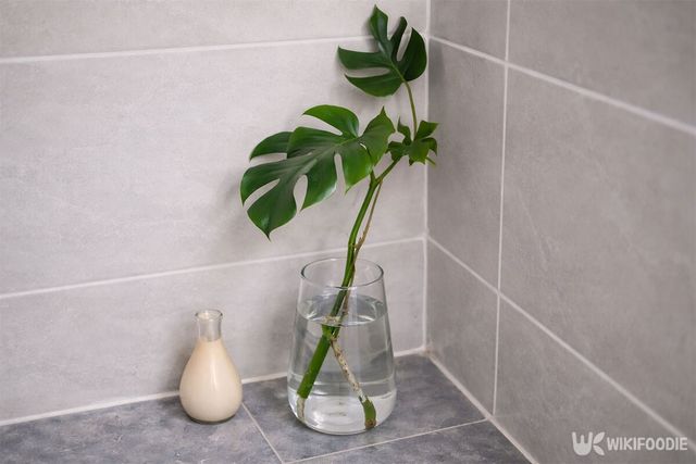 물속에 하얀 뿌리가 내린 모습이다. / 위키푸디