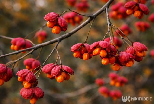 껍질이 벌어지며 주황빛 씨앗이 드러난 노박덩굴 열매 모습이다. / 위키푸디