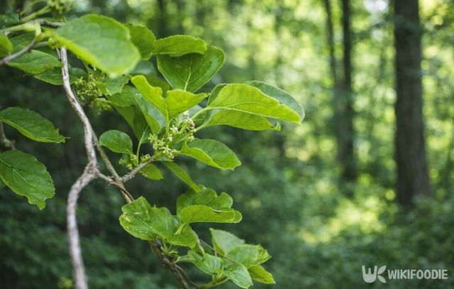 잎이 완전히 펴지기 전 연한 상태의 노박덩굴이다. / 위키푸디
