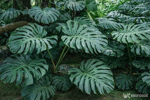 몬스테라잎이 무성한 모습이다. / 위키푸디