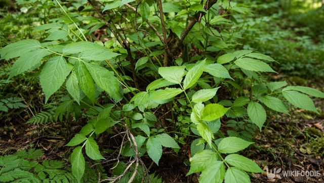 숲 그늘 아래에서 조용히 자라는 여름철 야생 식물의 잎사귀다. / 위키푸디
