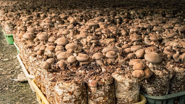 표고버섯 한 무더기가 담겨 있다. / SHENG MU-shutterstock.com