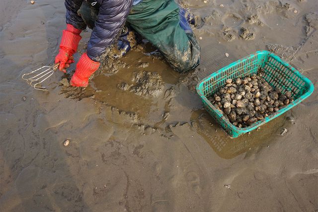 갯벌에서 바지락을 캐고 있다. / Hikko.ne-shutterstock.com