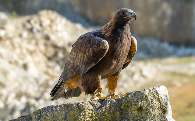 절벽에 서 있는 흰꼬리수리 모습이다. / Vaclav Sebek-shutterstock.com