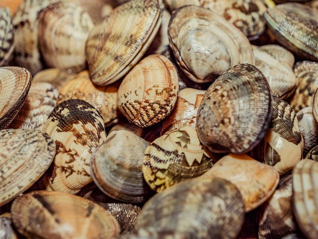 바지락이 한데 모여 있다. / Astralism-shutterstock.com