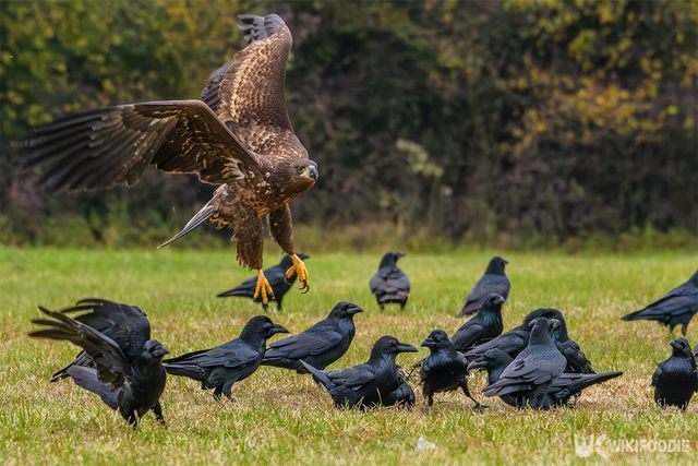 까마귀 떼 사이에 흰꼬리수리가 있는 모습이다. / Vaclav Sebek-shutterstock.com