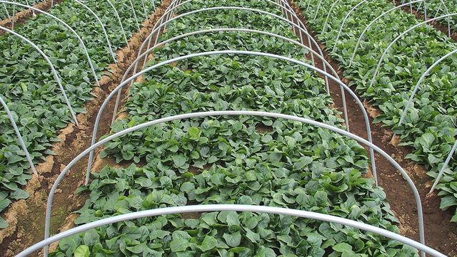 겨울 아침에 시금치 들판 풍경이다. / smtd4-shutterstock.com