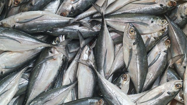 고등어 자료 사진. / Iyan Rus-shutterstock.com