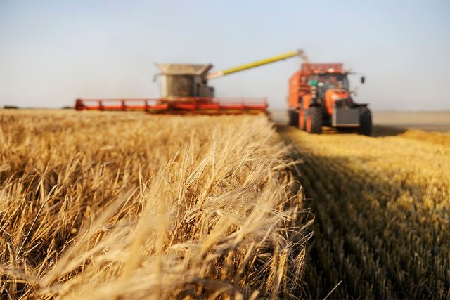 밀 농사를 짓고 있는 모습이다. 기사의 이해를 돕기 위한 참고 사진입니다. / Dusan Petkovic-shutterstock.com