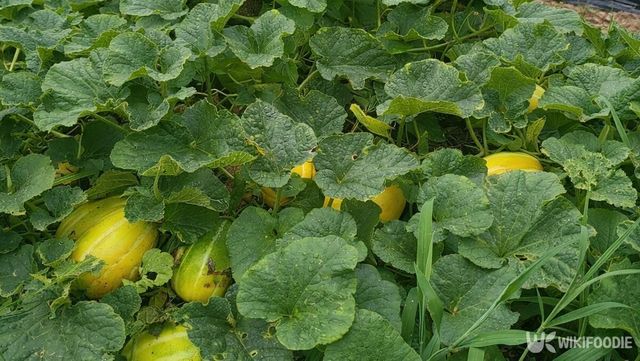 밭에서 자라고 있는 참외가 잎 사이로 모습을 드러내고 있다. / 위키푸디