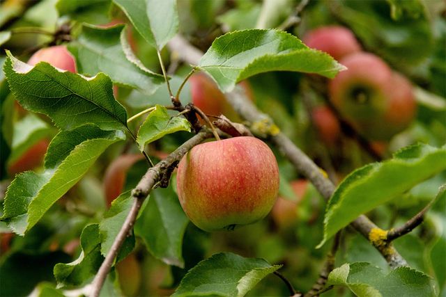 과수원에 사과가 열려 있다. 기사의 이해를 돕기 위한 참고 사진입니다. / Irina Sanzharovskaya-shutterstock.com