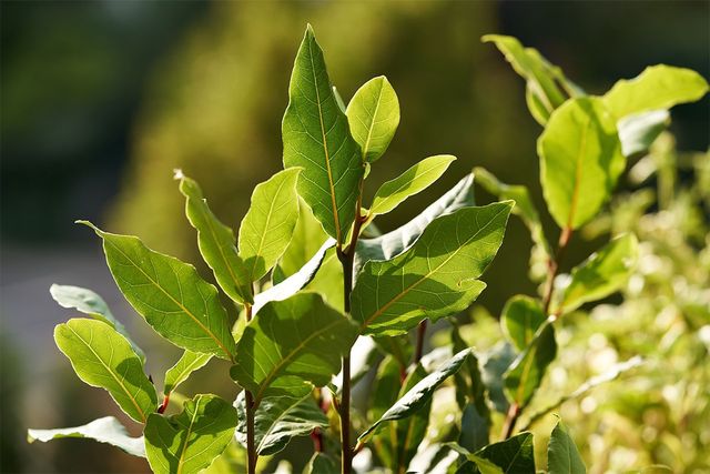 정원에서 월계수 잎이 자란 모습이다. / Madeleine Steinbach-shutterstock.com