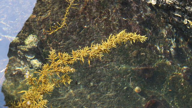 물 속에서 톳이 자라고 있다. / seama-shutterstock.com