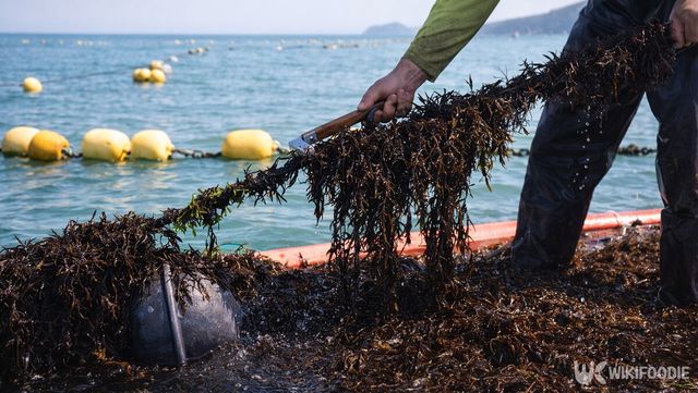 양식장에서 톳을 채취하고 있다. / 위키푸디