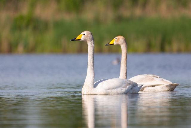 큰고니 두마리가 헤엄치고 있다. / MatKotowicz-shutterstock.com