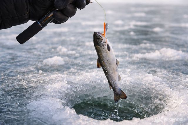 낚싯대로 산천어를 들어 올리고 있다. / 위키푸디