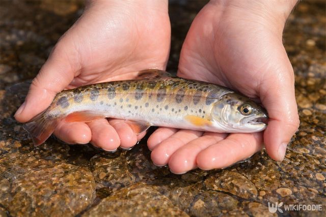 계곡에서 잡은 산천어를 두 손에 올려놓았다. / 위키푸디